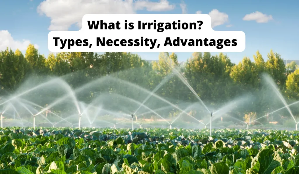 What is Irrigation? Types, Necessity, Advantages of Irrigation