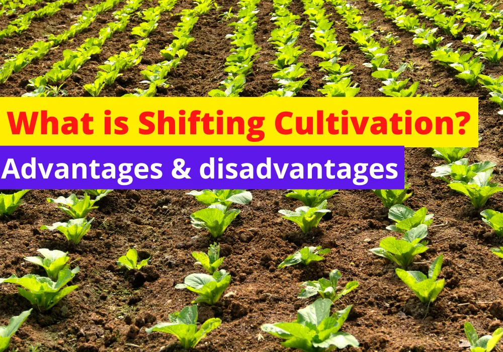 What is shifting cultivation