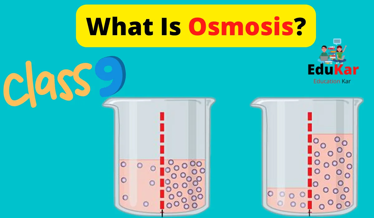 What Is Osmosis Class 9