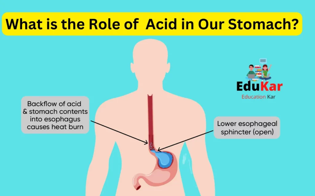 What is the Role of Acid in Our Stomach?