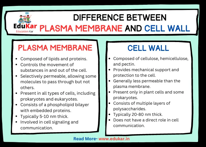 Difference Between Plasma Membrane and Cell Wall