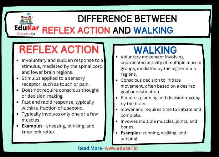 Difference Between Reflex Action and Walking