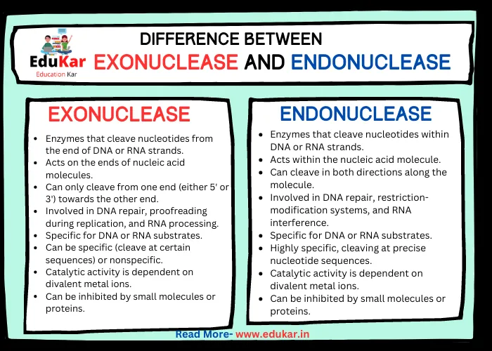 Difference between Exonuclease and Endonuclease