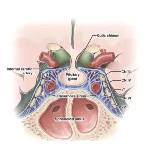 structure of the pituitary gland 
