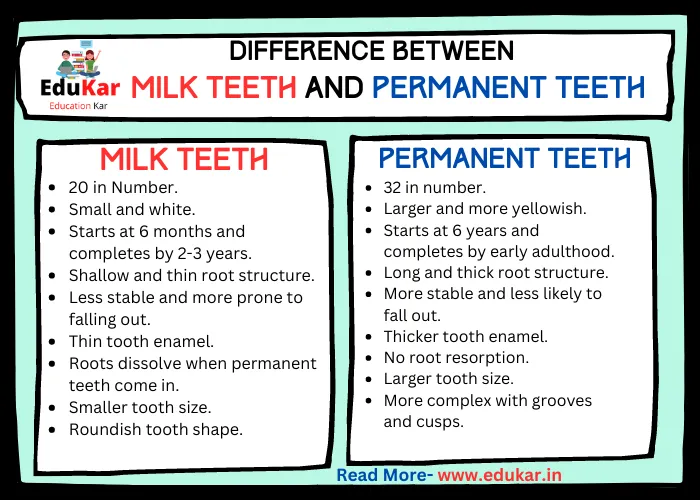 Difference between Milk Teeth and Permanent Teeth