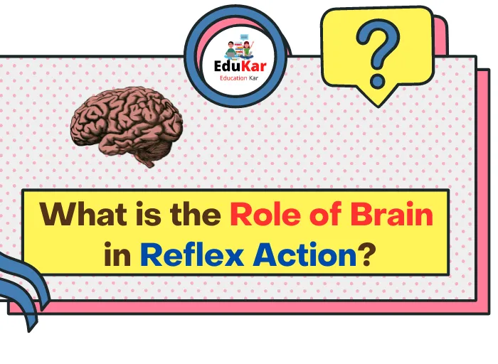 What is the Role of Brain in Reflex Action?