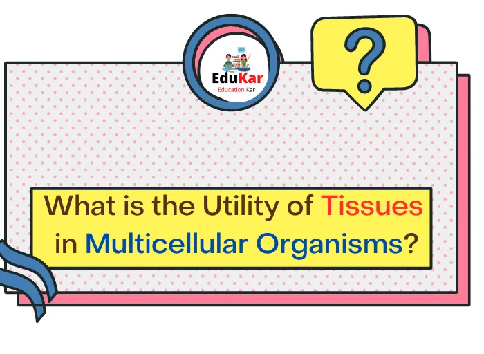 What is the Utility of Tissues in Multicellular Organisms